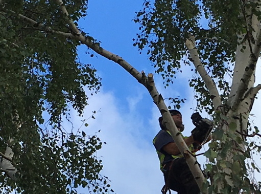 Trygg & säker beskärning av träd med trädvård av Kvibille Stubbfräsning AB 